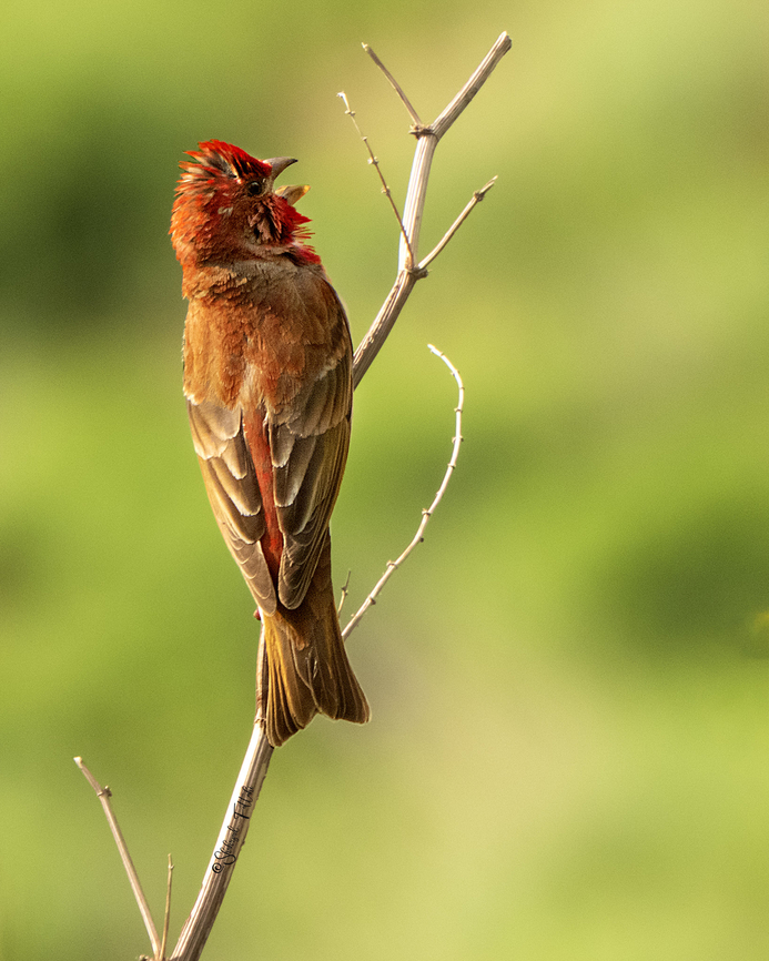 Common rosefinch  Birds,Carpodacus erythrinus,Common rosefinch,Geotagged,Iran,Spring,birding,red,songbird,wildlife