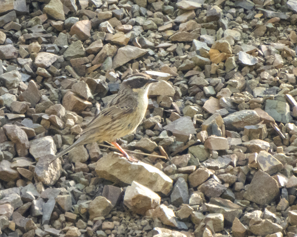 Radde's accentor  Birds,Geotagged,Iran,Prunella ocularis,Raddes accentor,Spring,spring