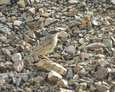 Radde's accentor  Birds,Geotagged,Iran,Prunella ocularis,Raddes accentor,Spring,spring