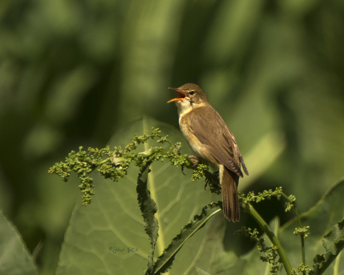 Marsh warbler  Acrocephalus palustris,Birds,Geotagged,Iran,Marsh Warbler,Spring,Warbler