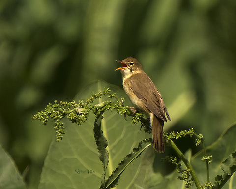 Marsh warbler  Acrocephalus palustris,Birds,Geotagged,Iran,Marsh Warbler,Spring,Warbler