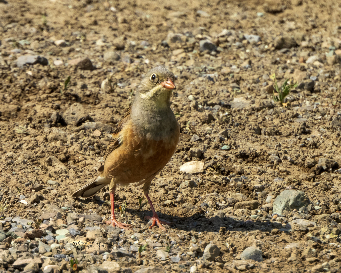 Ortolan bunting  Birds,Emberiza hortulana,Geotagged,Iran,Ortolan bunting,Spring,bunting,spring