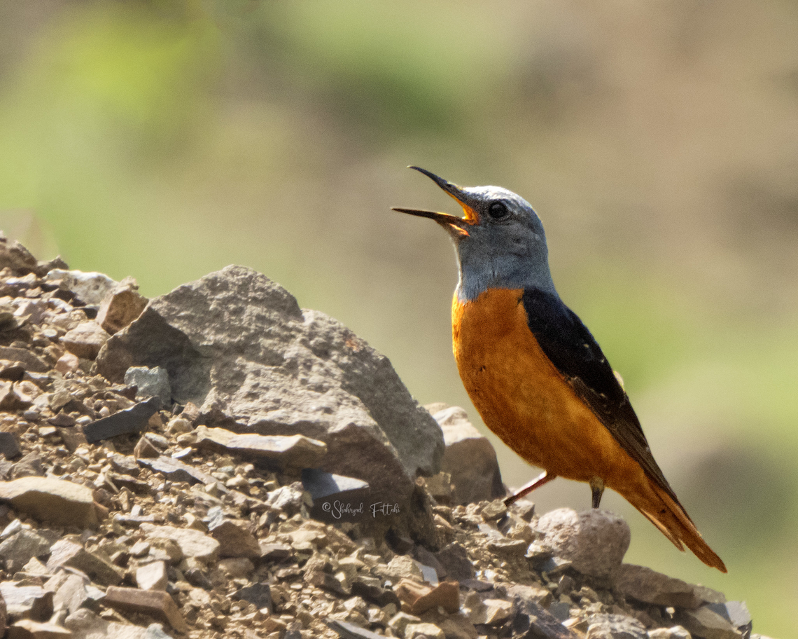 Rufous-tailed Rock-Thrush  Common rock thrush,Geotagged,Iran,Monticola saxatilis,Mountains,Rock,Spring,bird,thrush