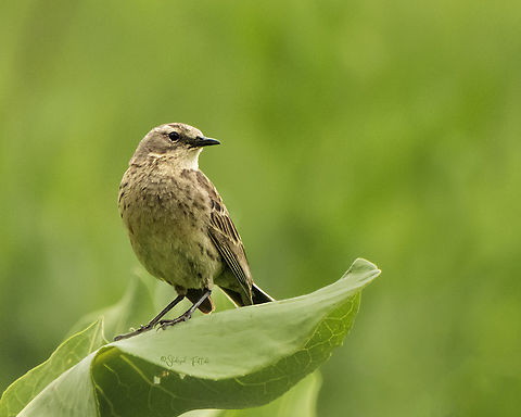 Water pipit  Anthus spinoletta,Geotagged,Iran,Spring,Water pipit