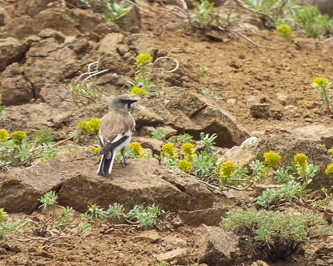 White-winged snowfinch  Birds,Iran,Montifringilla nivalis,Mountains,Sparrow,White-winged snowfinch,passerine