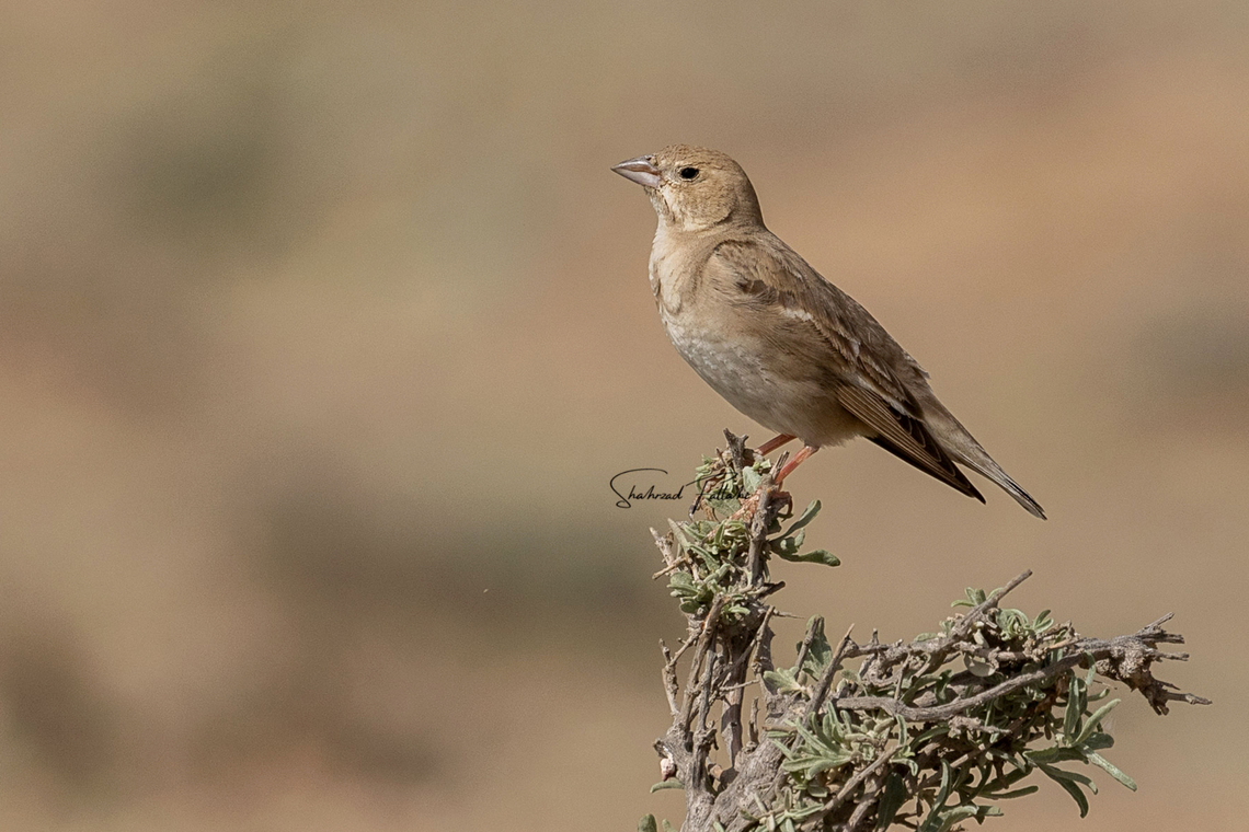 Pale rockfinch  Birds,Carpospiza brachydactyla,Geotagged,Iran,Pale rockfinch,Sparrow