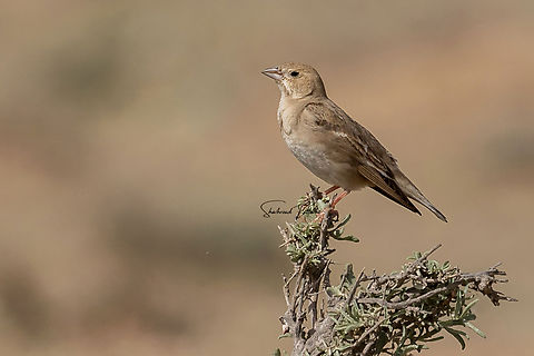 Pale rockfinch  Birds,Carpospiza brachydactyla,Geotagged,Iran,Pale rockfinch,Sparrow