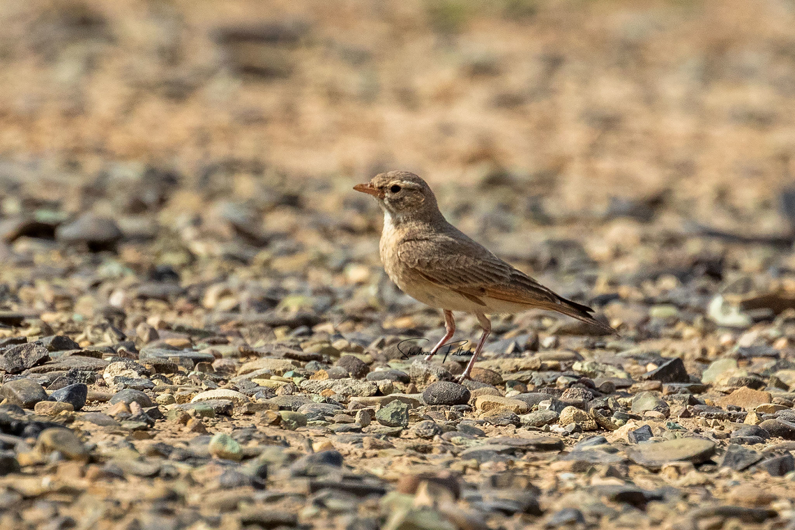 Bar tailed lark  Ammomanes cinctura,Bar-tailed lark,Birds,Desert,Geotagged,Iran,larks