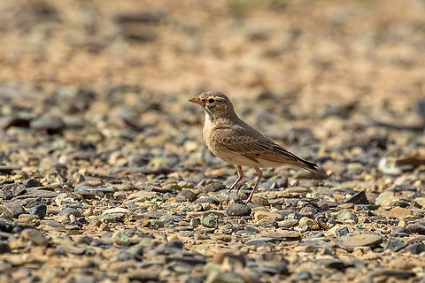 Bar tailed lark  Ammomanes cinctura,Bar-tailed lark,Birds,Desert,Geotagged,Iran,larks