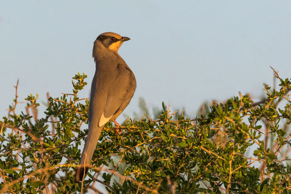 Grey hypocolius  Birds,Desert,Geotagged,Grey hypocolius,Hypocolius ampelinus,Iran,fruits