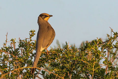 Grey hypocolius  Birds,Desert,Geotagged,Grey hypocolius,Hypocolius ampelinus,Iran,fruits