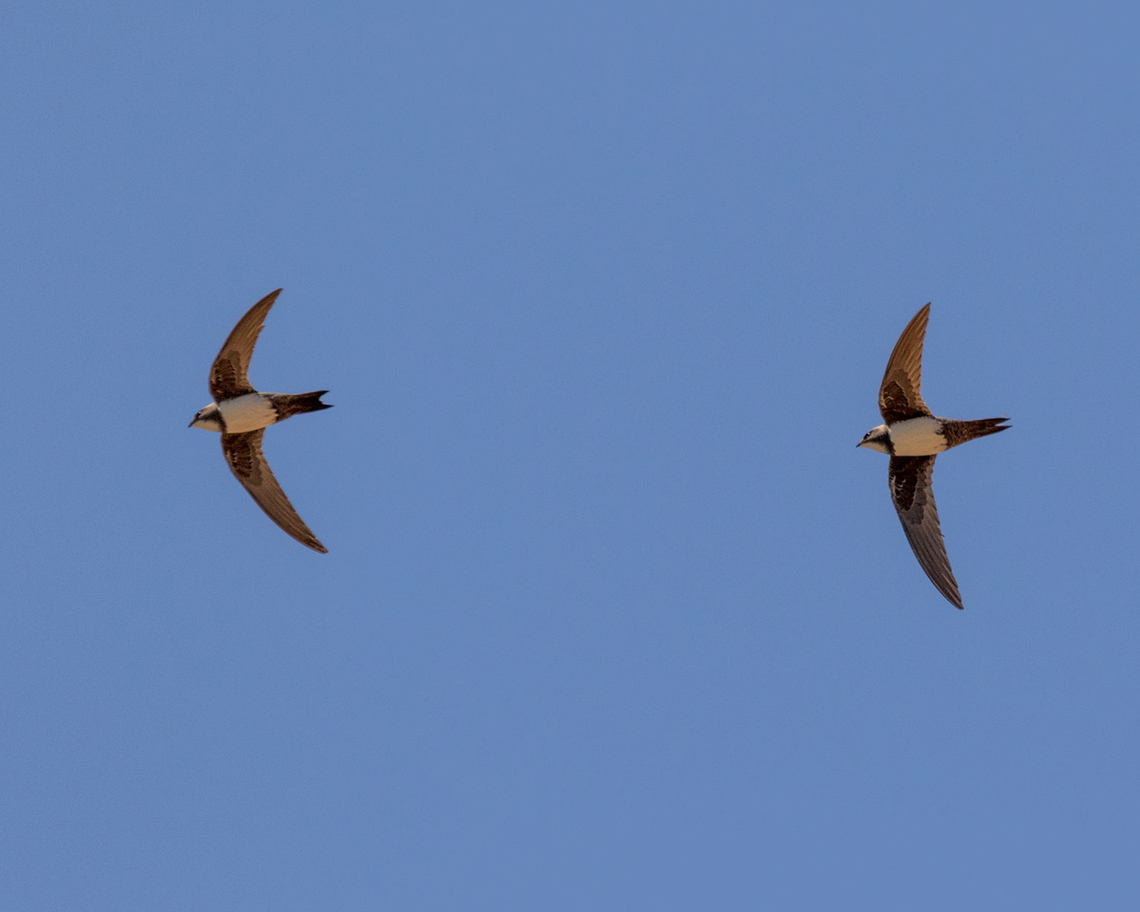 Alpine swift  Alpine swift,Animalia,Apus melba,Aves,Birds,Geotagged,Iran,Tachymarptis melba