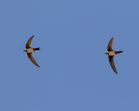 Alpine swift  Alpine swift,Animalia,Apus melba,Aves,Birds,Geotagged,Iran,Tachymarptis melba