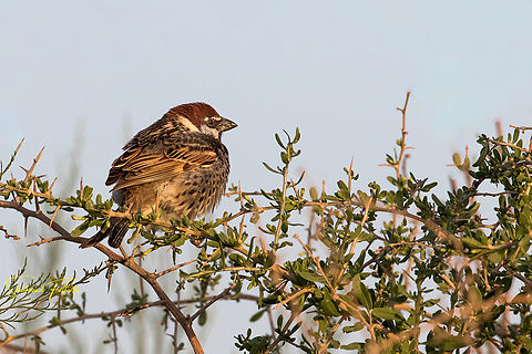 Spanish sparrow  Animalia,Aves,Birds,Iran,Passer hispaniolensis,Spanish sparrow,Sparrow,wildlife