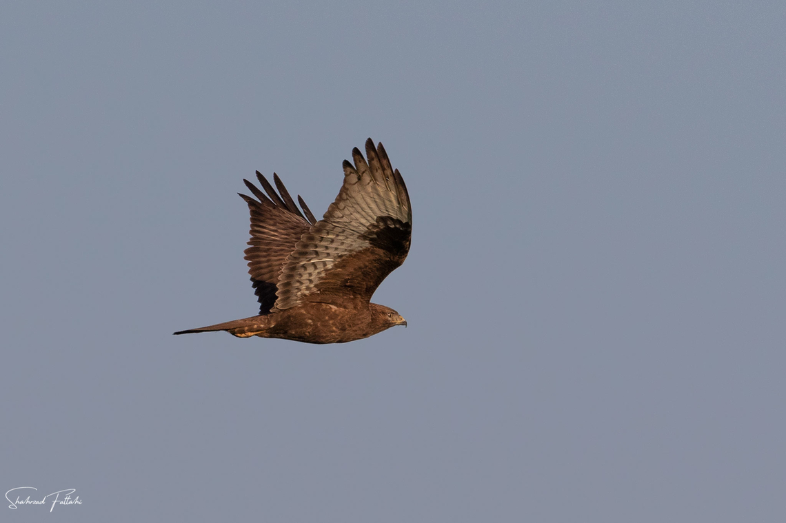 Common buzzard  Aves,Birds,Buteo buteo,Buzzard,Common buzzard,Iran,nature
