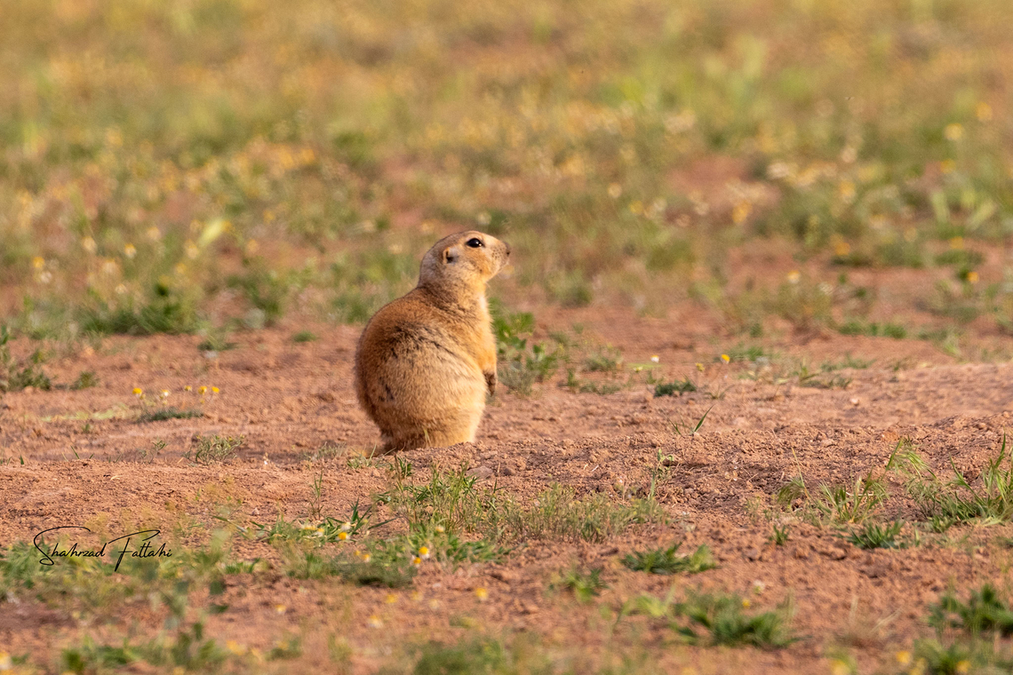 Ground squirrel Marmotini<br />
It did not find the desired information in the field of Identify species, although Wikipedia has explained it this way. Geotagged,Iran,Spermophilus fulvus,Squirrel,Yellow ground squirrel,animal,ground squirrel