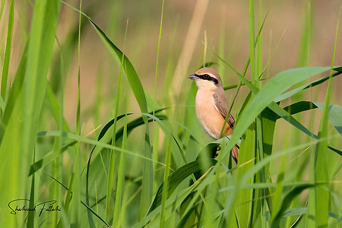Red-tailed shrike  Animalia,Aves,Geotagged,Iran,Lanius phoenicuroides,Red-tailed shrike,shrike,wildlife