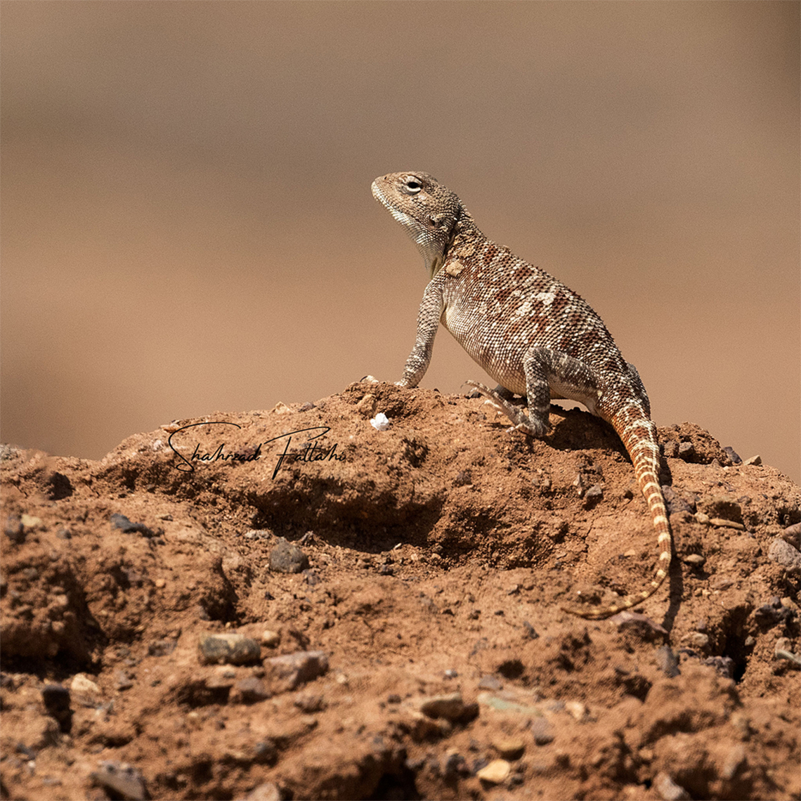 Brilliant Ground Agama  Agamidae,Animalia,Brilliant ground agama,Desert,Geotagged,Iran,Reptilia,Trapelus agilis,agama