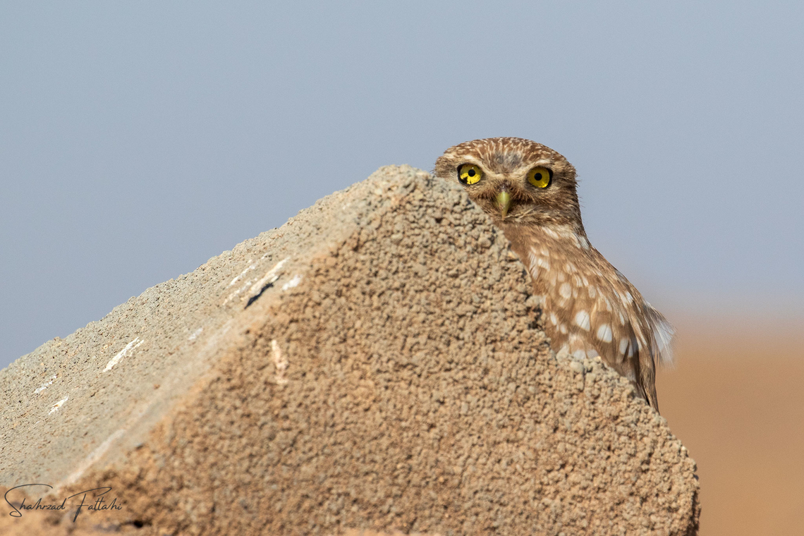 Little owl  Animalia,Athene noctua,Aves,Geotagged,Little  Owl,Owl,wildlife