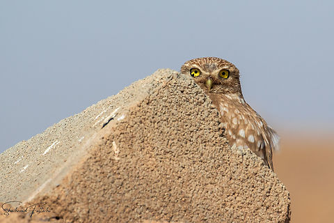 Little owl  Animalia,Athene noctua,Aves,Geotagged,Little  Owl,Owl,wildlife