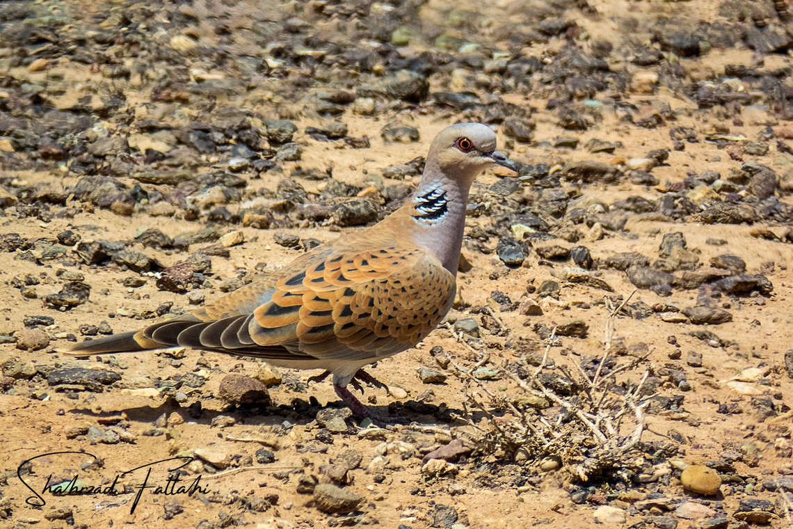 European Turtle-Dove  Aves,Birds,Dove,European Turtle Dove,Streptopelia turtur