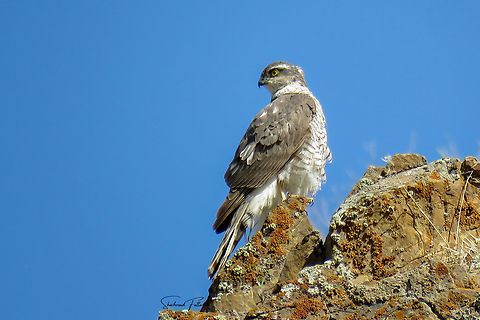 Eurasian Sparrowhawk  Accipiter nisus,Aves,Birds,Birds of Prey,Eurasian Sparrowhawk,Geotagged,Iran