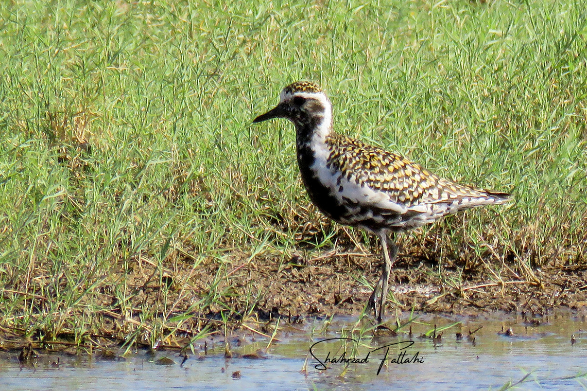 Pacific Golden Plover  Aves,Geotagged,Iran,Pacific golden plover,Plover,Pluvialis fulva,Water Birds,bird,nature,wetland
