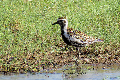 Pacific Golden Plover  Aves,Geotagged,Iran,Pacific golden plover,Plover,Pluvialis fulva,Water Birds,bird,nature,wetland