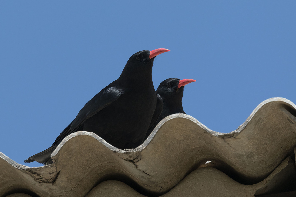 Red-billed chough  Birds,Chough,Crow,Geotagged,Pyrrhocorax pyrrhocorax,Red-billed chough,nature