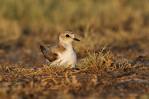 Kentish plover  Charadrius alexandrinus,Geotagged,Iran,Kentish plover,biodiversity,breeding,nesting,plovers,reproduction,wildbird
