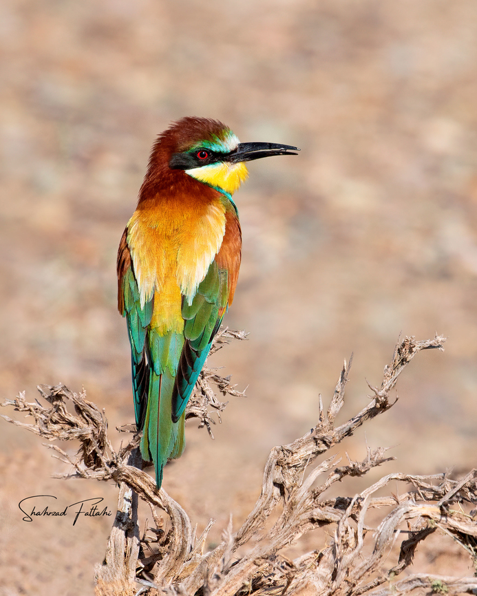 European-Bee-eater  Birds,European bee-eater,Geotagged,Iran,Merops,Merops apiaster