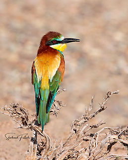 European-Bee-eater  Birds,European bee-eater,Geotagged,Iran,Merops,Merops apiaster