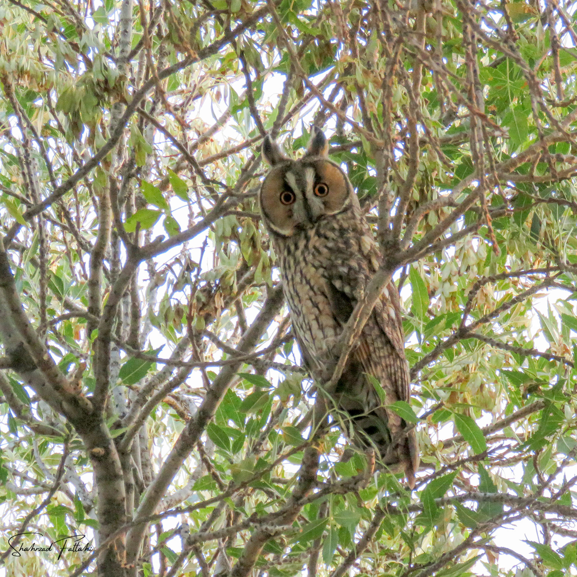 Long-eared owl  Animalia,Asio otus,Birds of Prey,Geotagged,Long-eared owl,Strigidae,aves,owls,wildlife