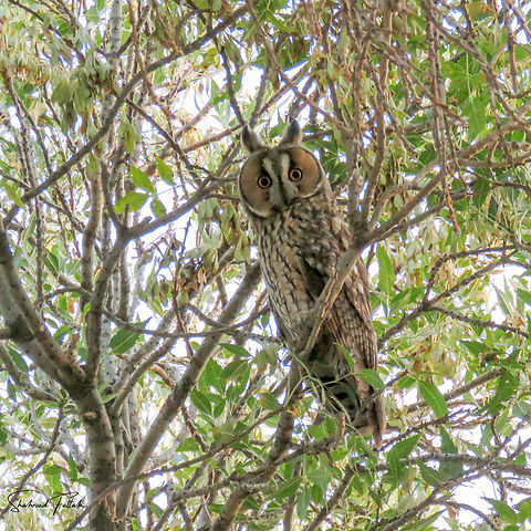 Long-eared owl  Animalia,Asio otus,Birds of Prey,Geotagged,Long-eared owl,Strigidae,aves,owls,wildlife