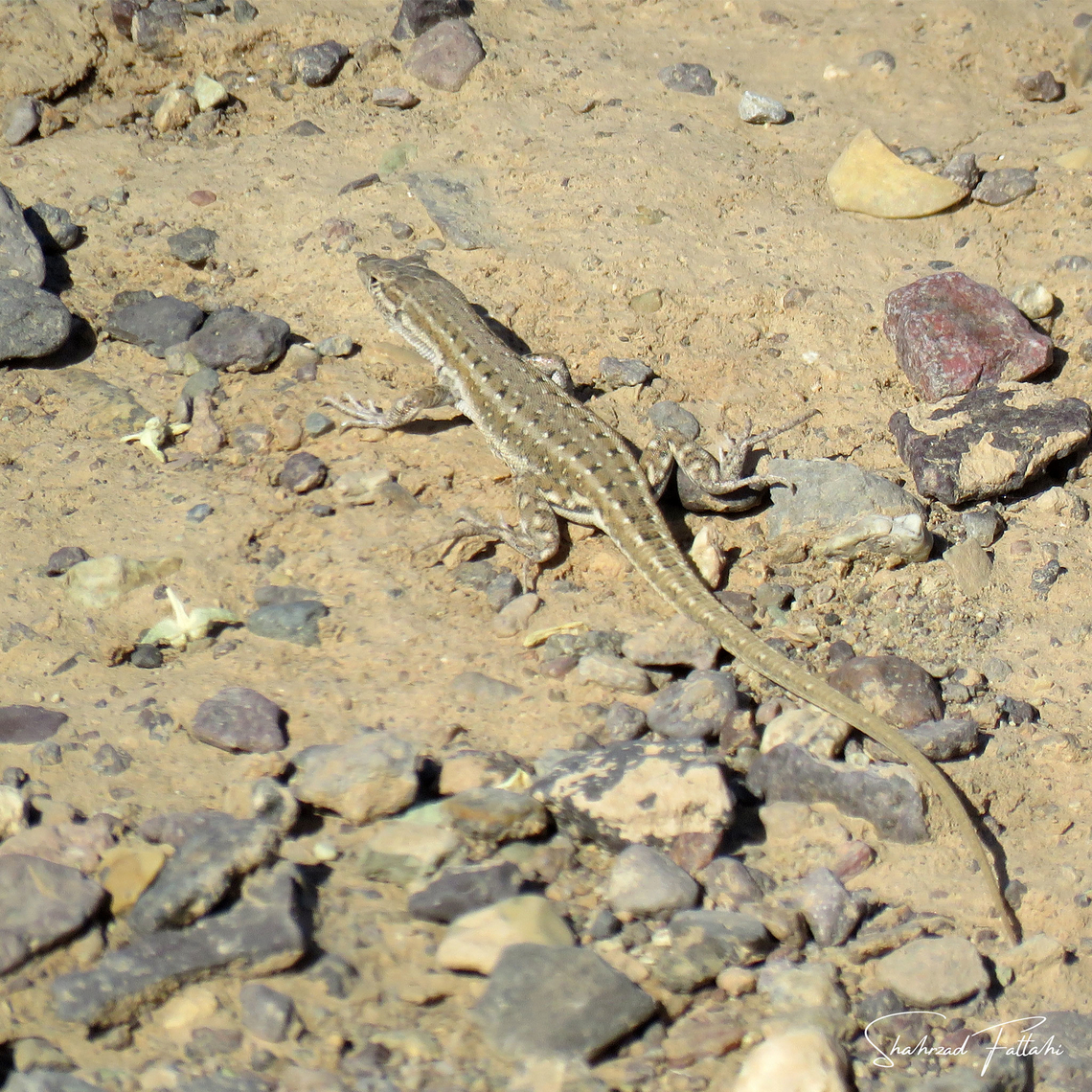 Mesalina watsonana It has known commonly known as the Persian long-tailed desert lizard Asia,Geotagged,Lizard,Mesalina watsonana,World,biodiversity,sand
