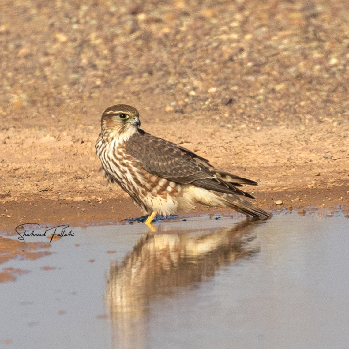 Merlin  Aves,Bird of prey,Falco columbarius,Geotagged,Iran,Merlin