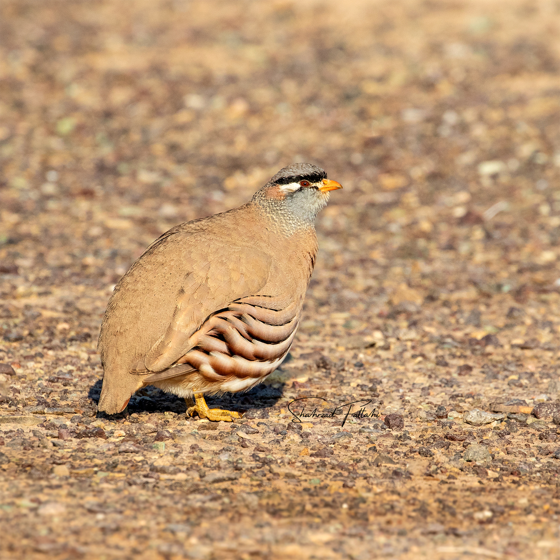 See-see partridge  Ammoperdix griseogularis,Asia,Birds,Chukar partridge,Geotagged,Iran,See-see partridge,nature