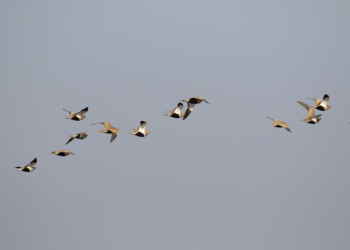 Black-bellied sandgrouse  Aves,Birds,Black-bellied sandgrouse,Fall,Geotagged,Iran,Pterocles orientalis,sandgrouse
