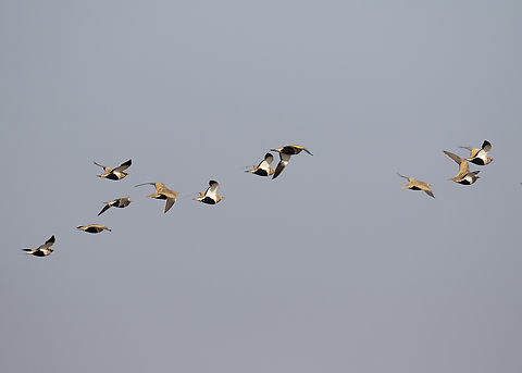 Black-bellied sandgrouse  Aves,Birds,Black-bellied sandgrouse,Fall,Geotagged,Iran,Pterocles orientalis,sandgrouse