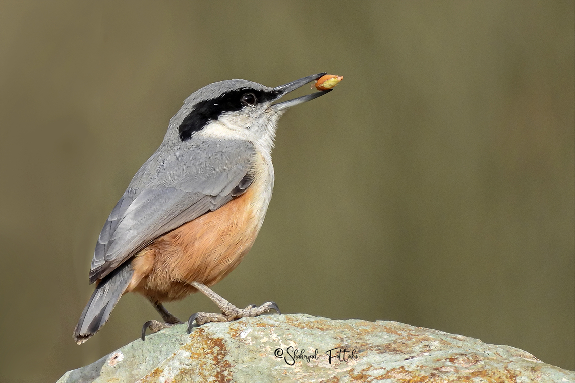Eastern rock nuthatch  Asia,Aves,Birds,Geotagged,Iran,Persian nuthatch,Sitta tephronota,nuthatch