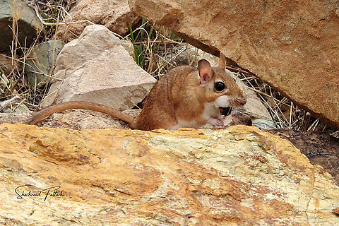 Persian jird  Geotagged,Iran,Meriones persicus,Persian jird,animal,biodiversity,nature