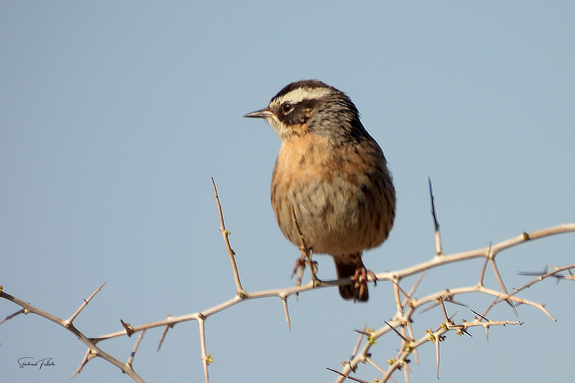 Raddes accentor  Birds,Geotagged,Iran,Prunella ocularis,Raddes accentor,wildbird