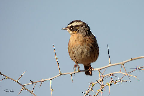 Raddes accentor  Birds,Geotagged,Iran,Prunella ocularis,Raddes accentor,wildbird