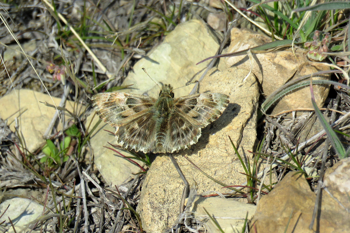 Mallow Skipper  Butterfly,Carcharodus alceae,Insects,Iran,Mallow Skipper,biodiversity