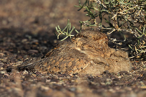 Egyptian nightjar Caprimulgus aegyptius,Egyptian nightjar,Geotagged,Iran