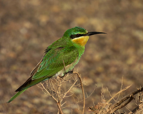 Blue cheeked bee eater  Birds,Iran,Merops persicus,blue cheeked bee eater