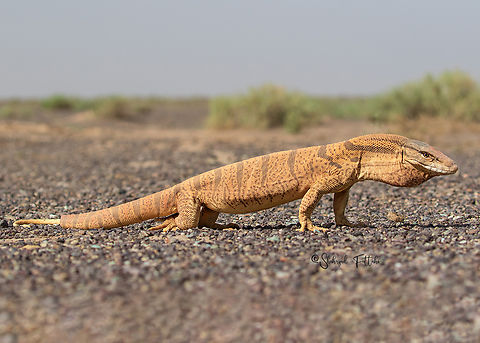 Desert monitor  Desert monitor,Varanus griseus,iran,lizzard,reptile