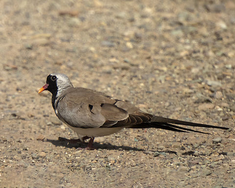 Namaqua Dove  Birds,Dove,Iran,Namaqua Dove,Oena capensis