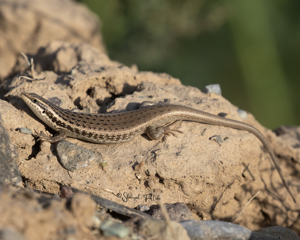Golden Grass Mabuya  Geotagged,Heremites septemtaeniatus,Iran,wildlife