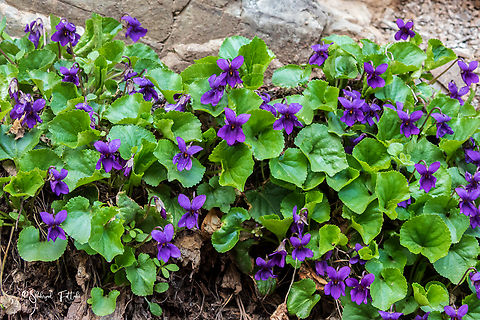 Sweet Violet  Sweet Violet,Viola odorata
